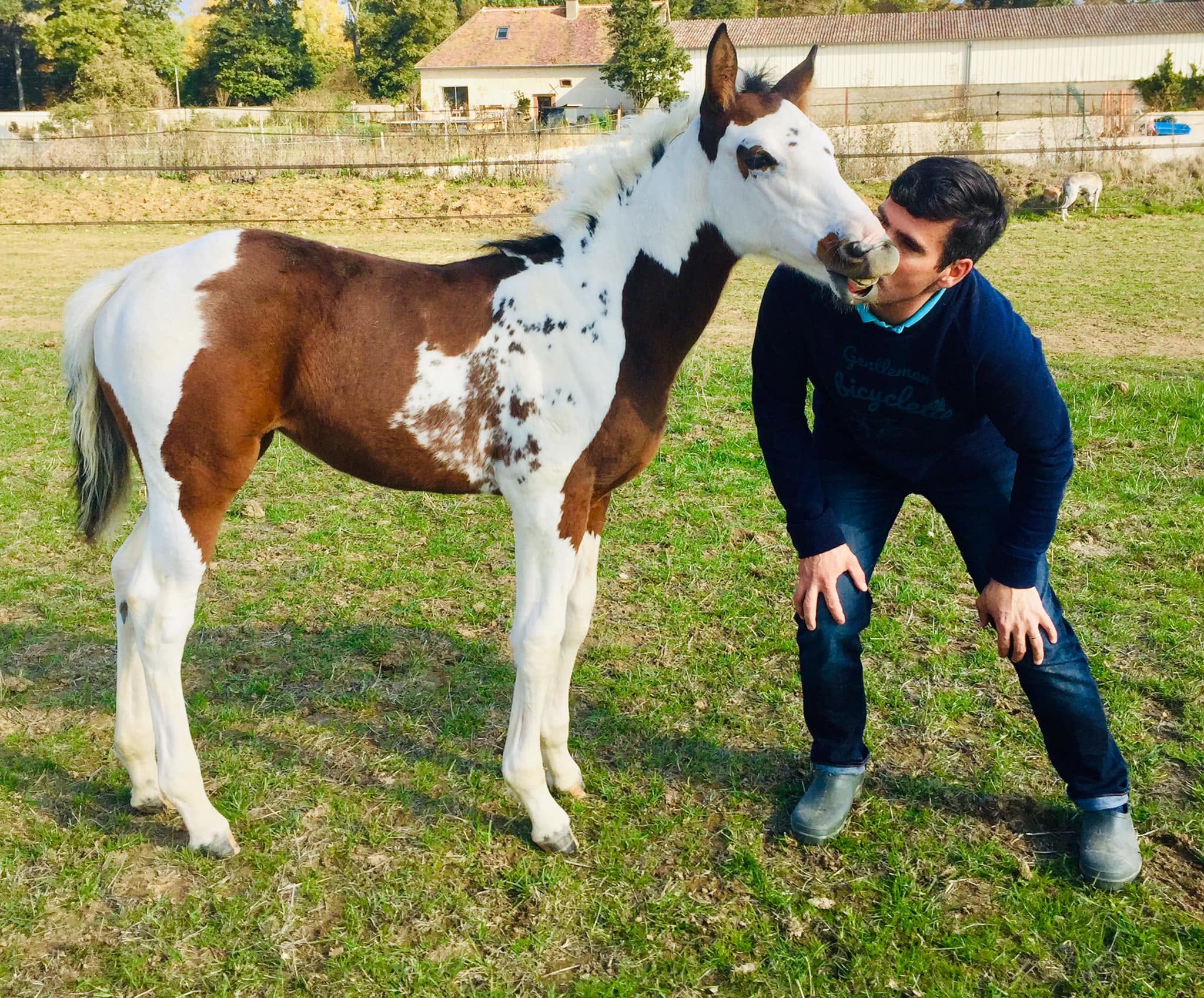 Cheval de l'Élevage du Figaret