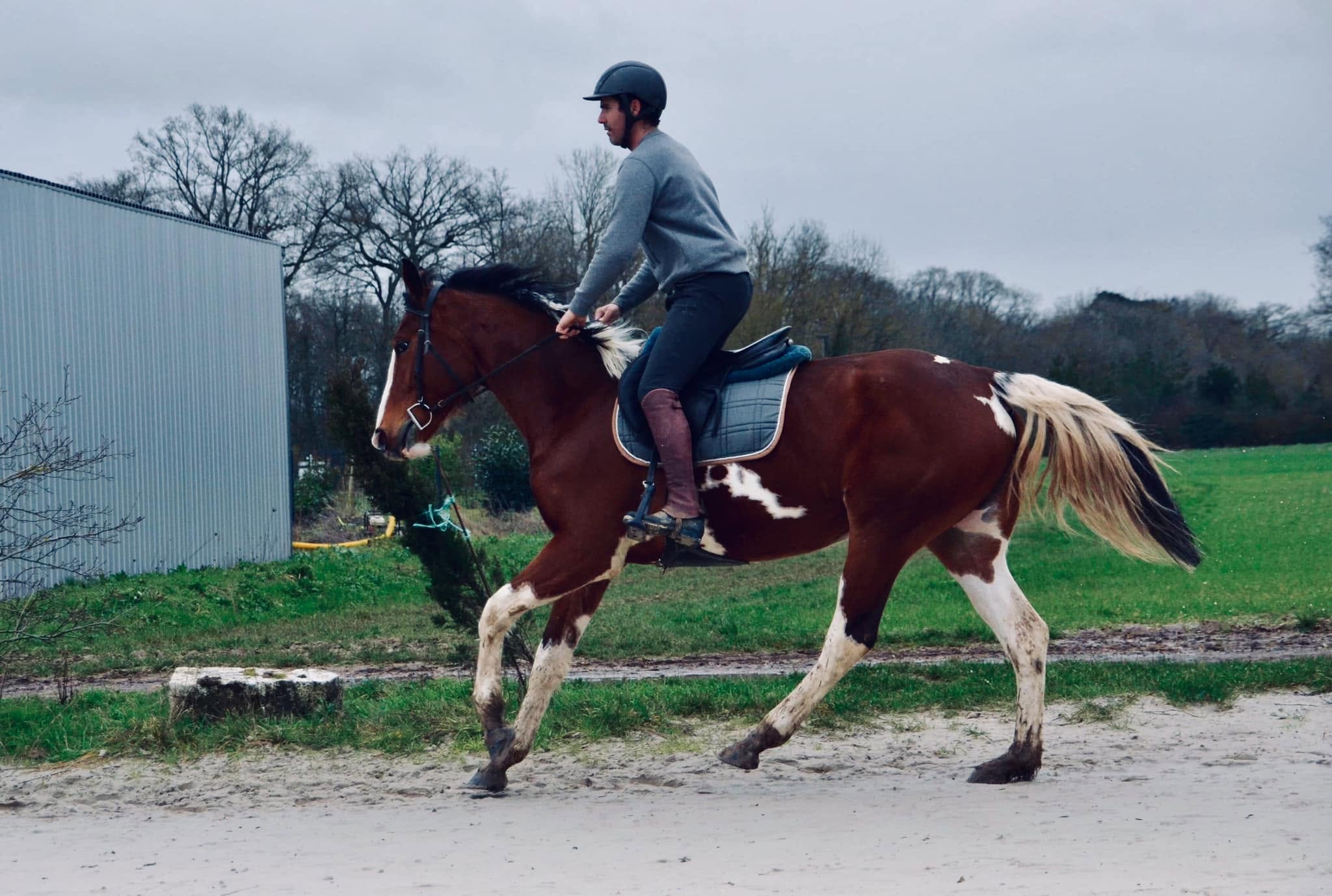 Cheval de l'Élevage du Figaret