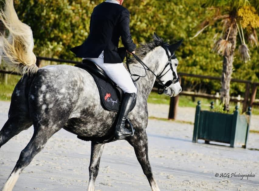 Cheval de l'Élevage du Figaret