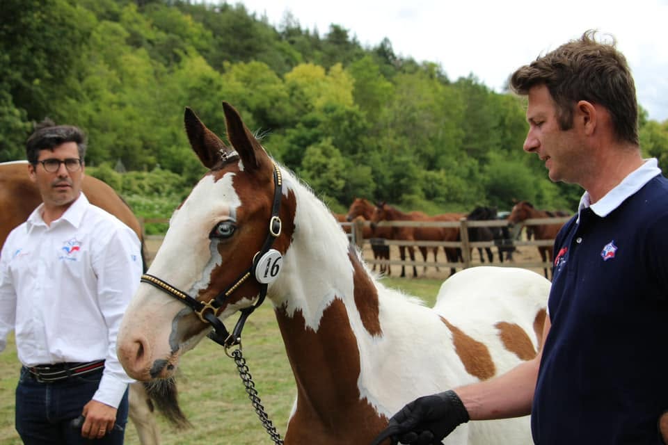 Cheval de l'Élevage du Figaret