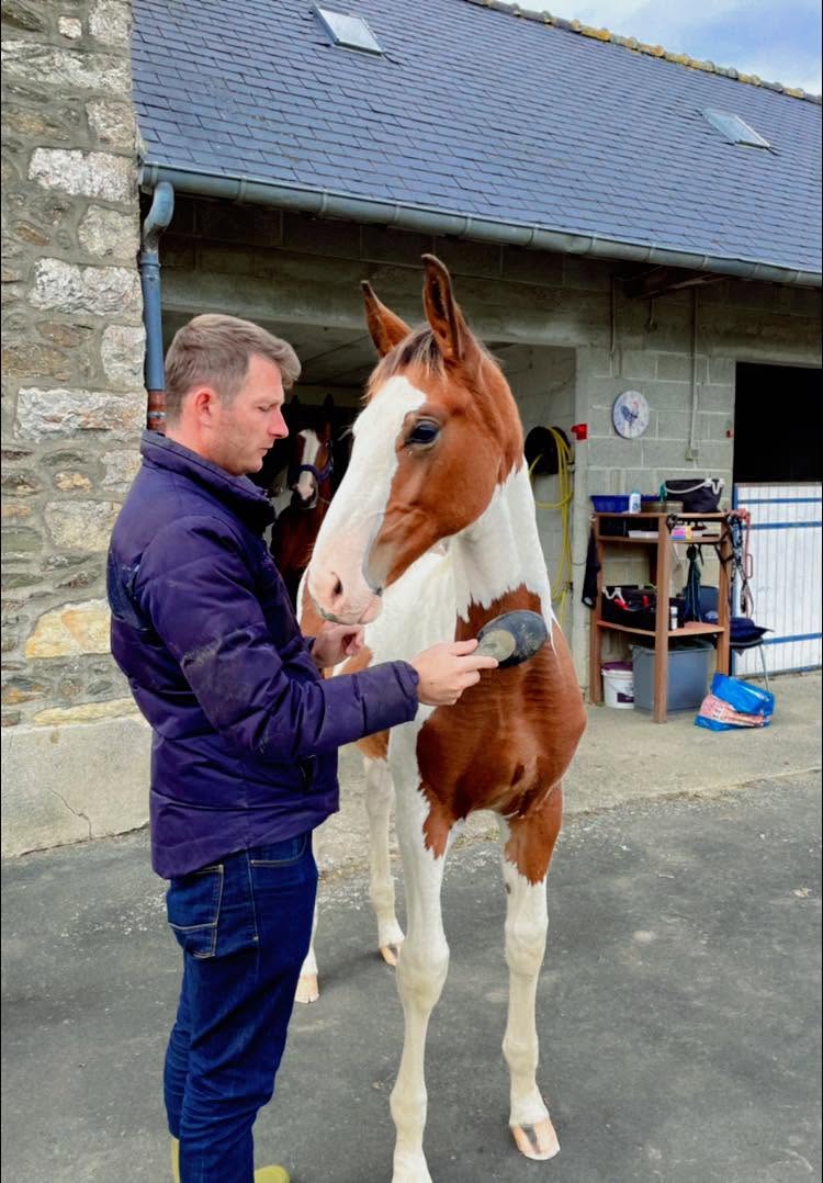 Cheval de l'Élevage du Figaret