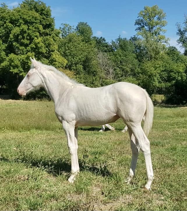 Cheval de l'Élevage du Figaret