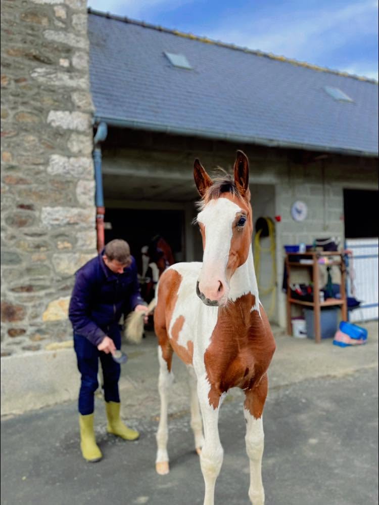 Cheval de l'Élevage du Figaret