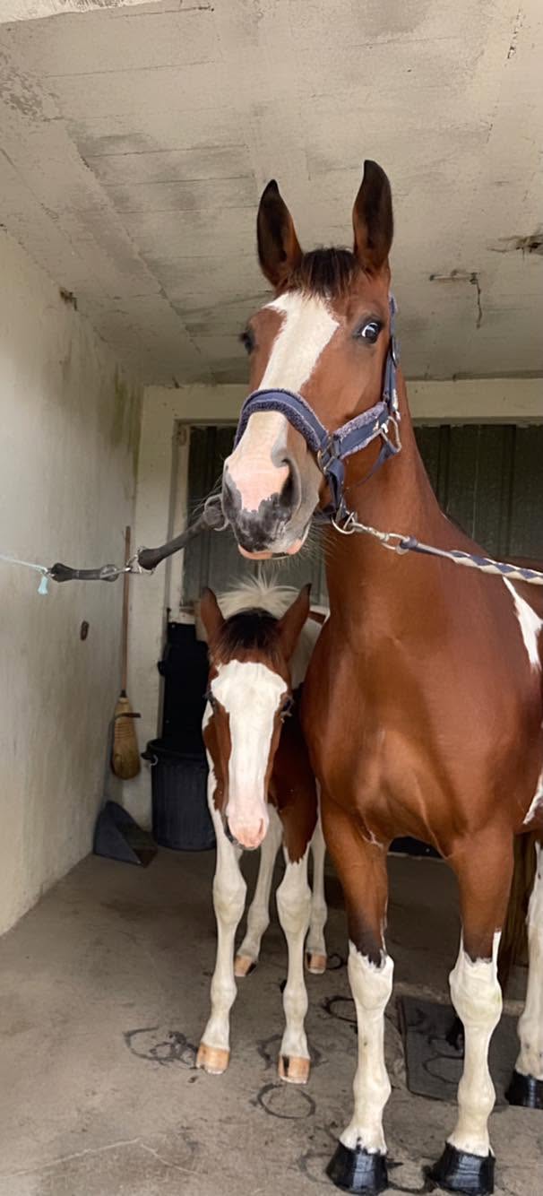 Cheval de l'Élevage du Figaret