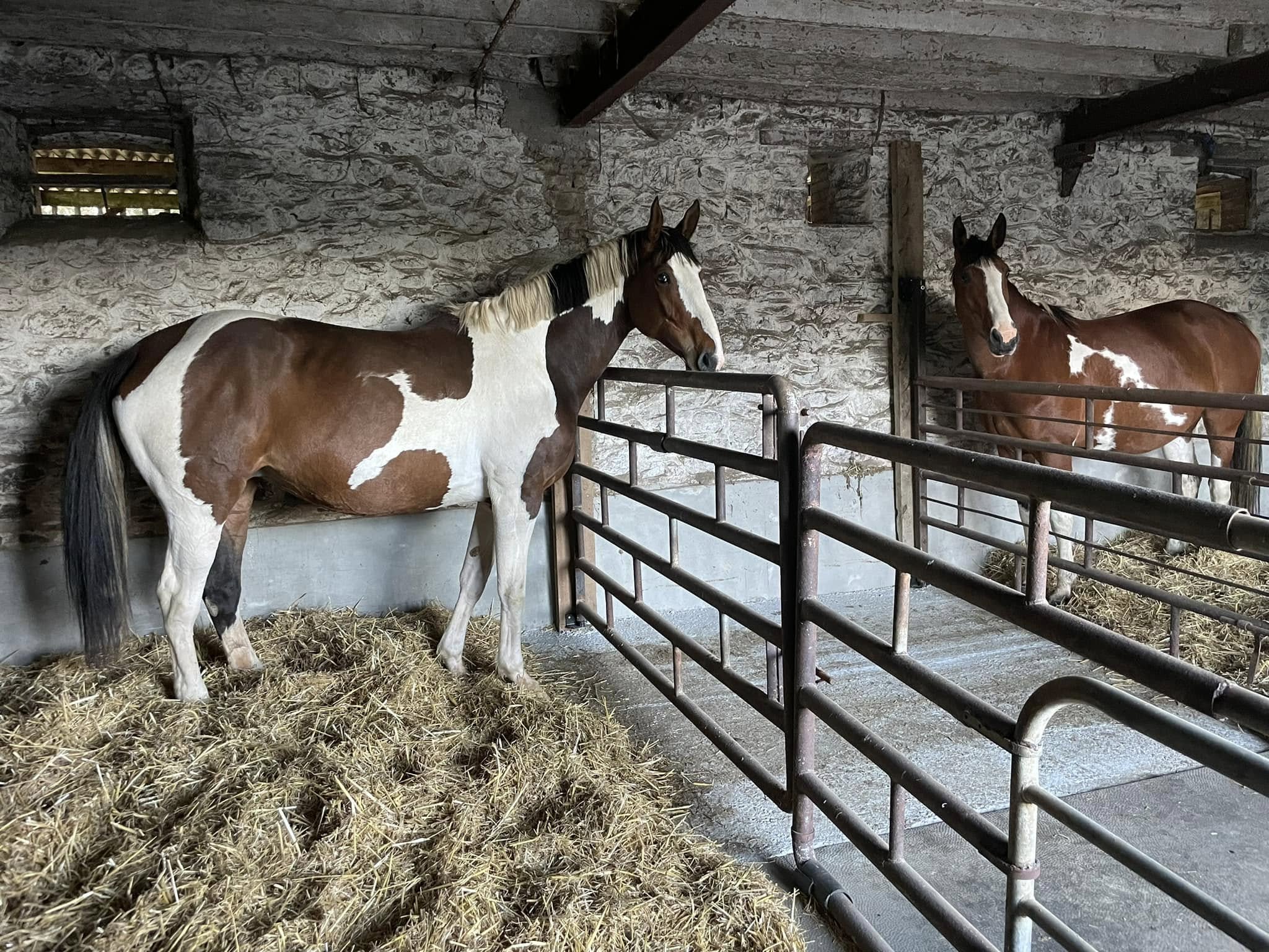 Prestations d’élevage et de reproduction équine