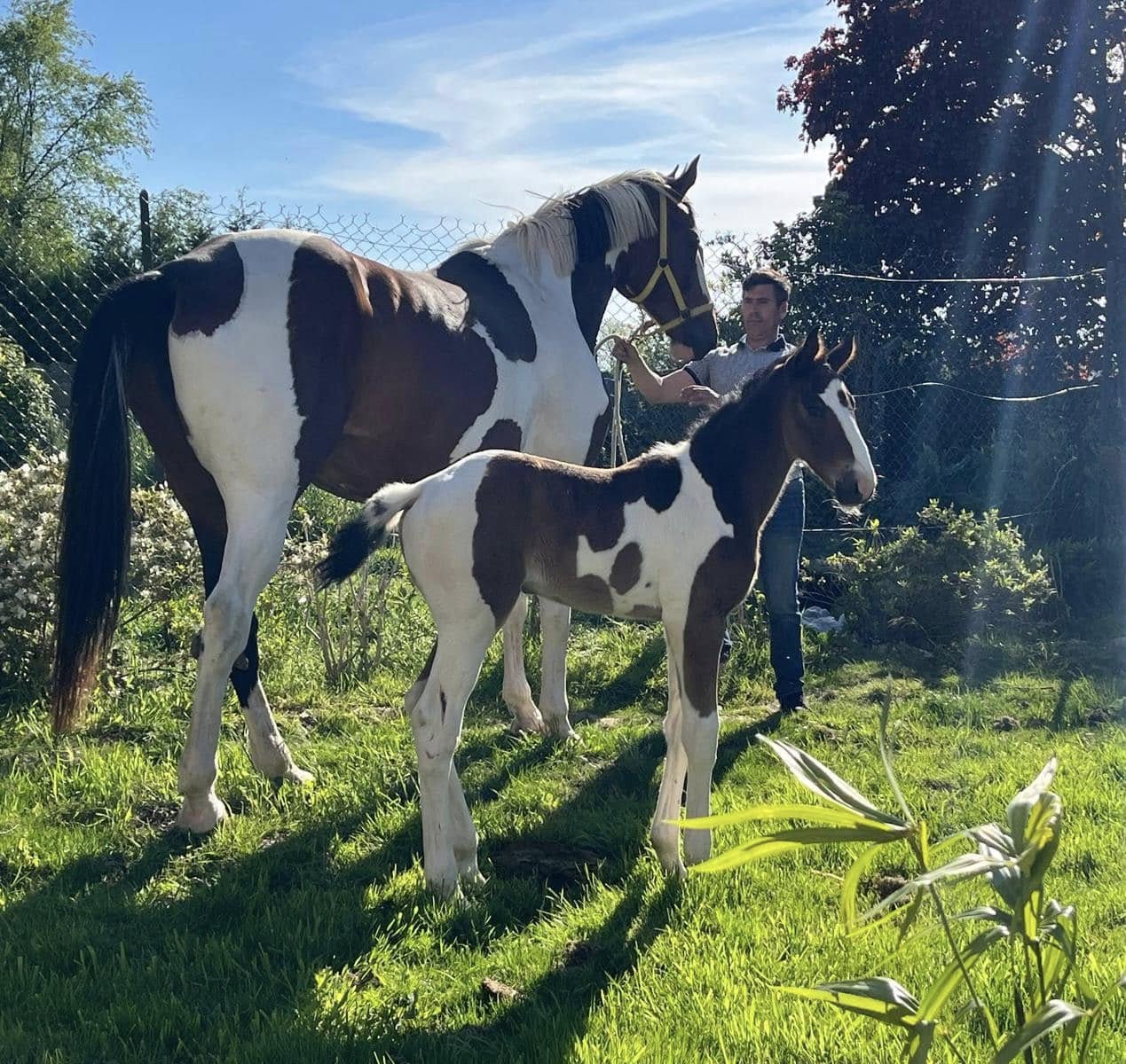 Cheval de l'Élevage du Figaret