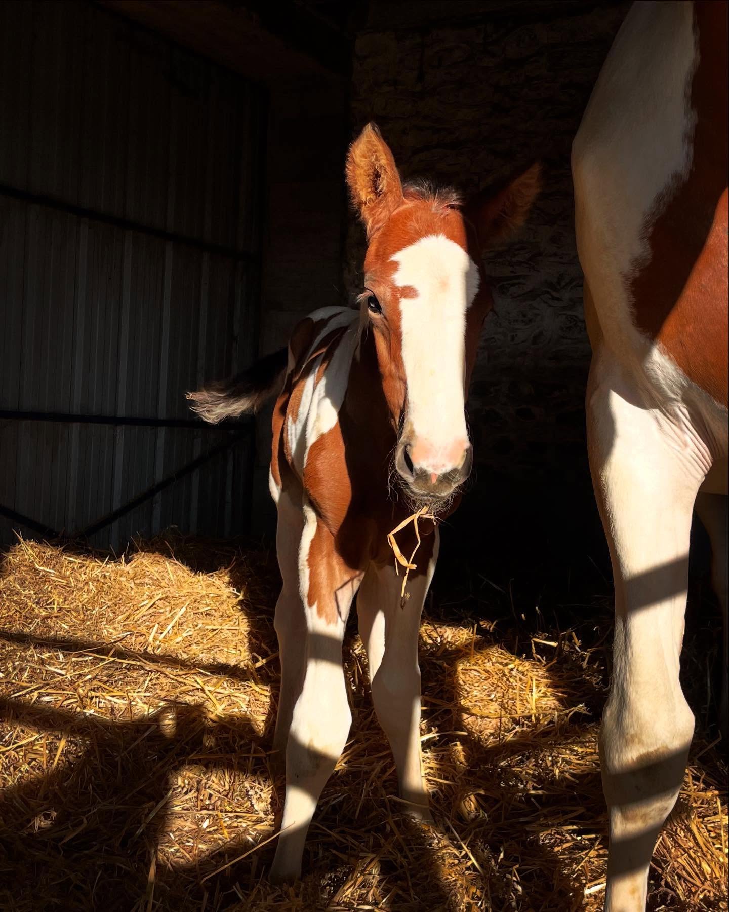Cheval de l'Élevage du Figaret