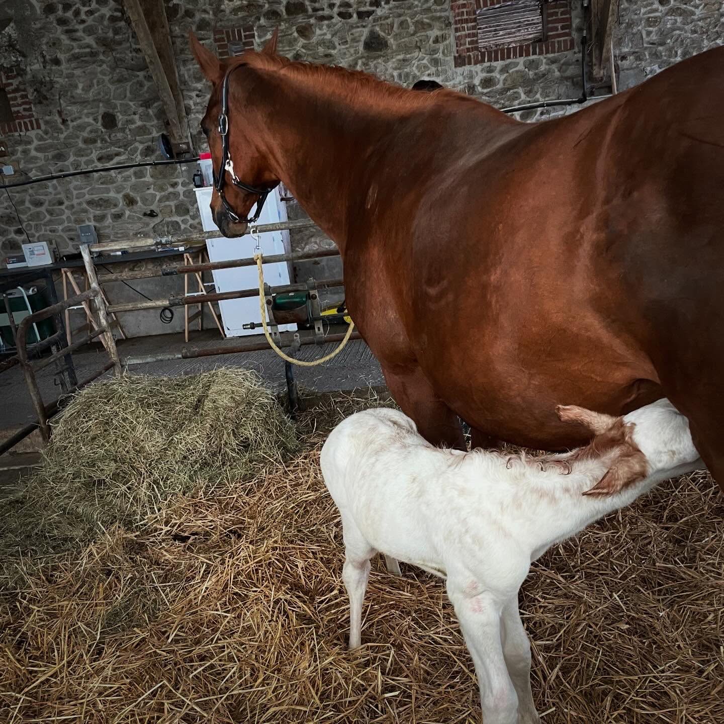 Cheval de l'Élevage du Figaret