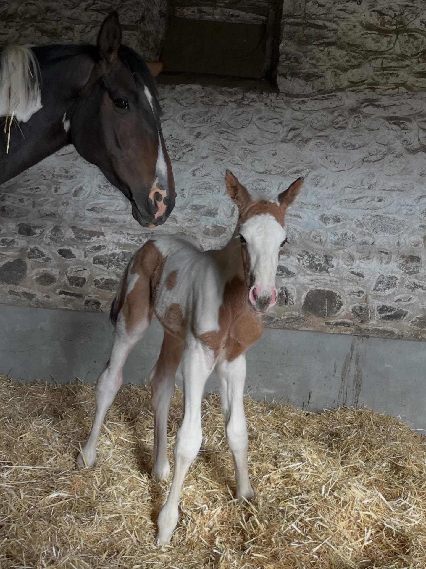 Cheval de l'Élevage du Figaret