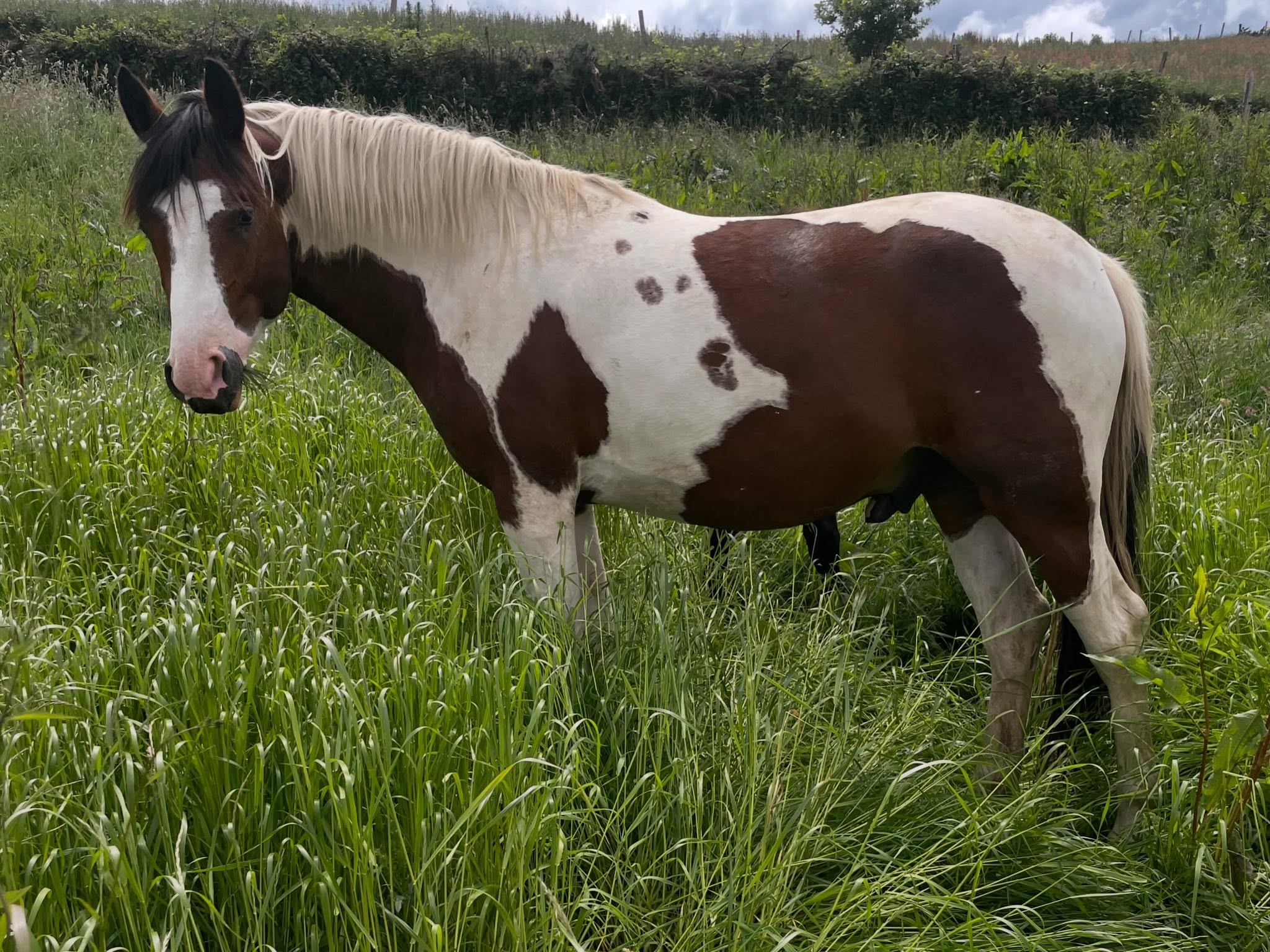 Cheval de l'Élevage du Figaret