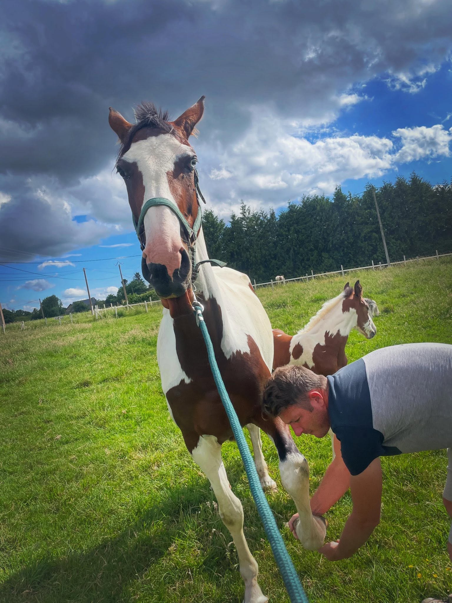 Cheval de l'Élevage du Figaret
