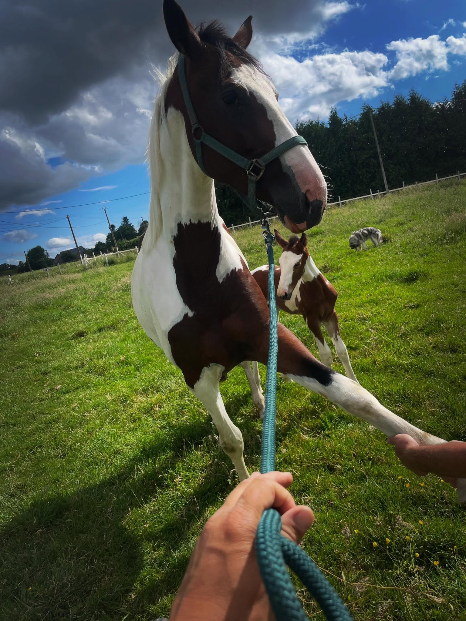 Cheval de l'Élevage du Figaret