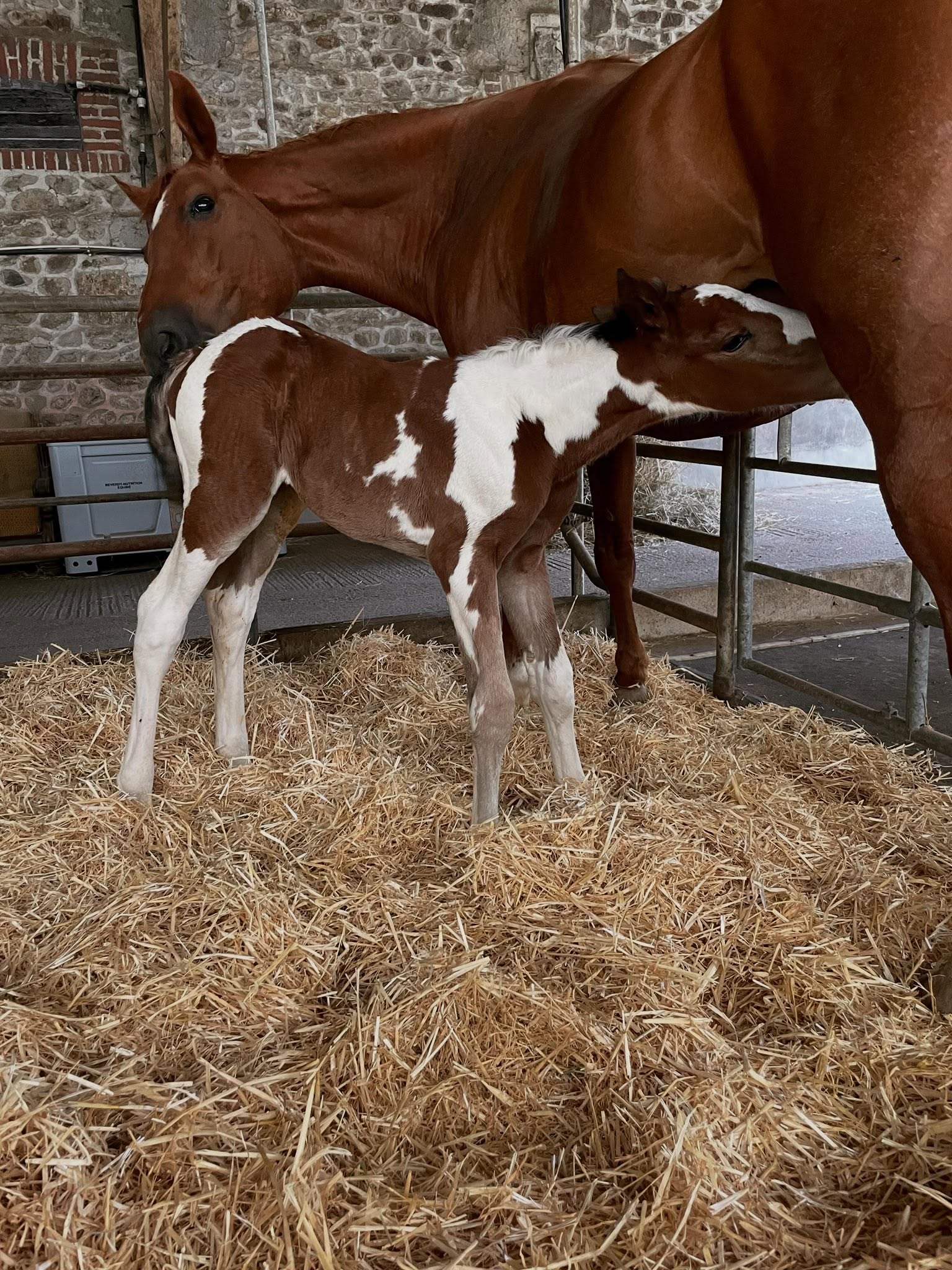 Cheval de l'Élevage du Figaret