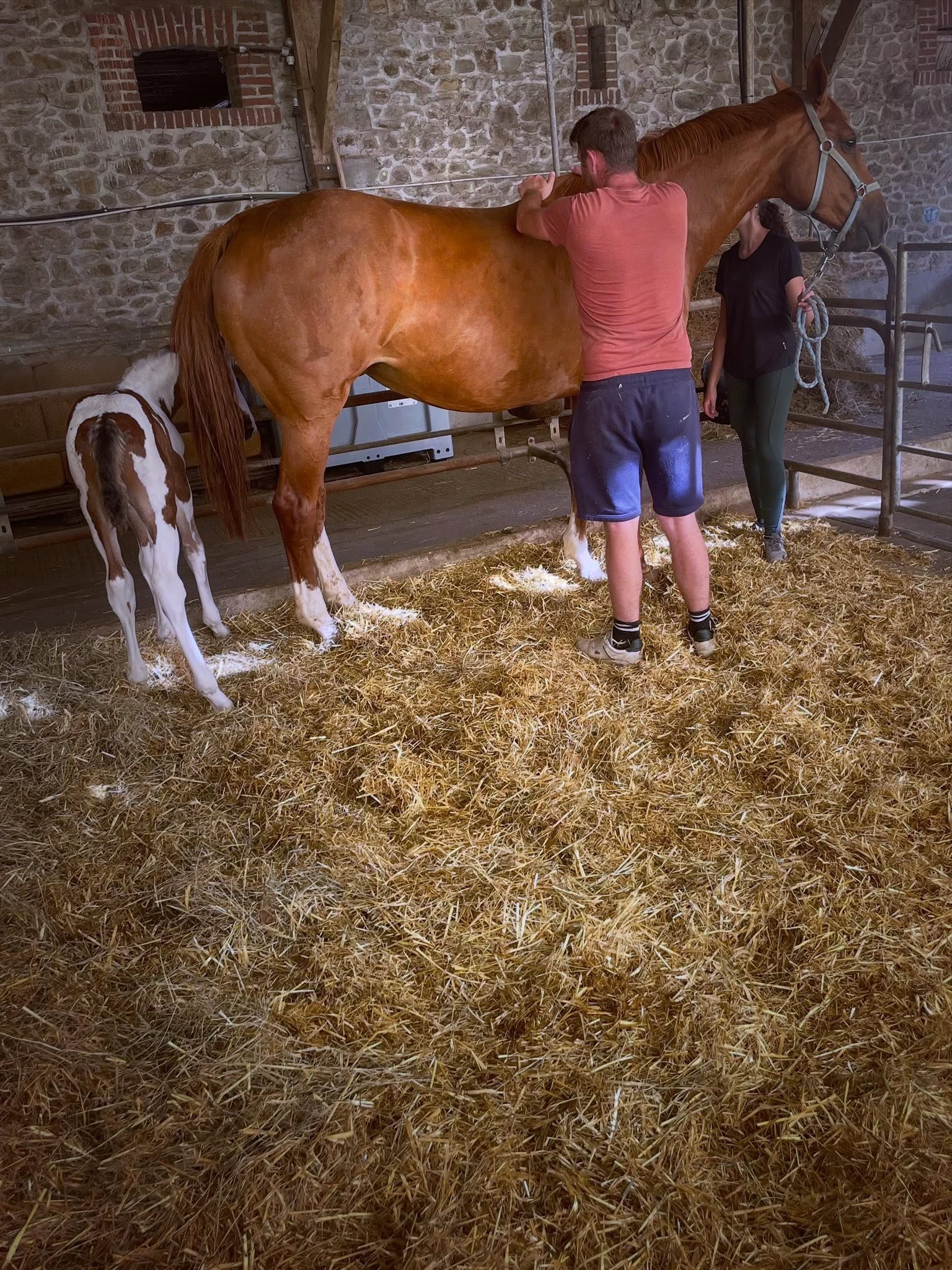 Cheval de l'Élevage du Figaret