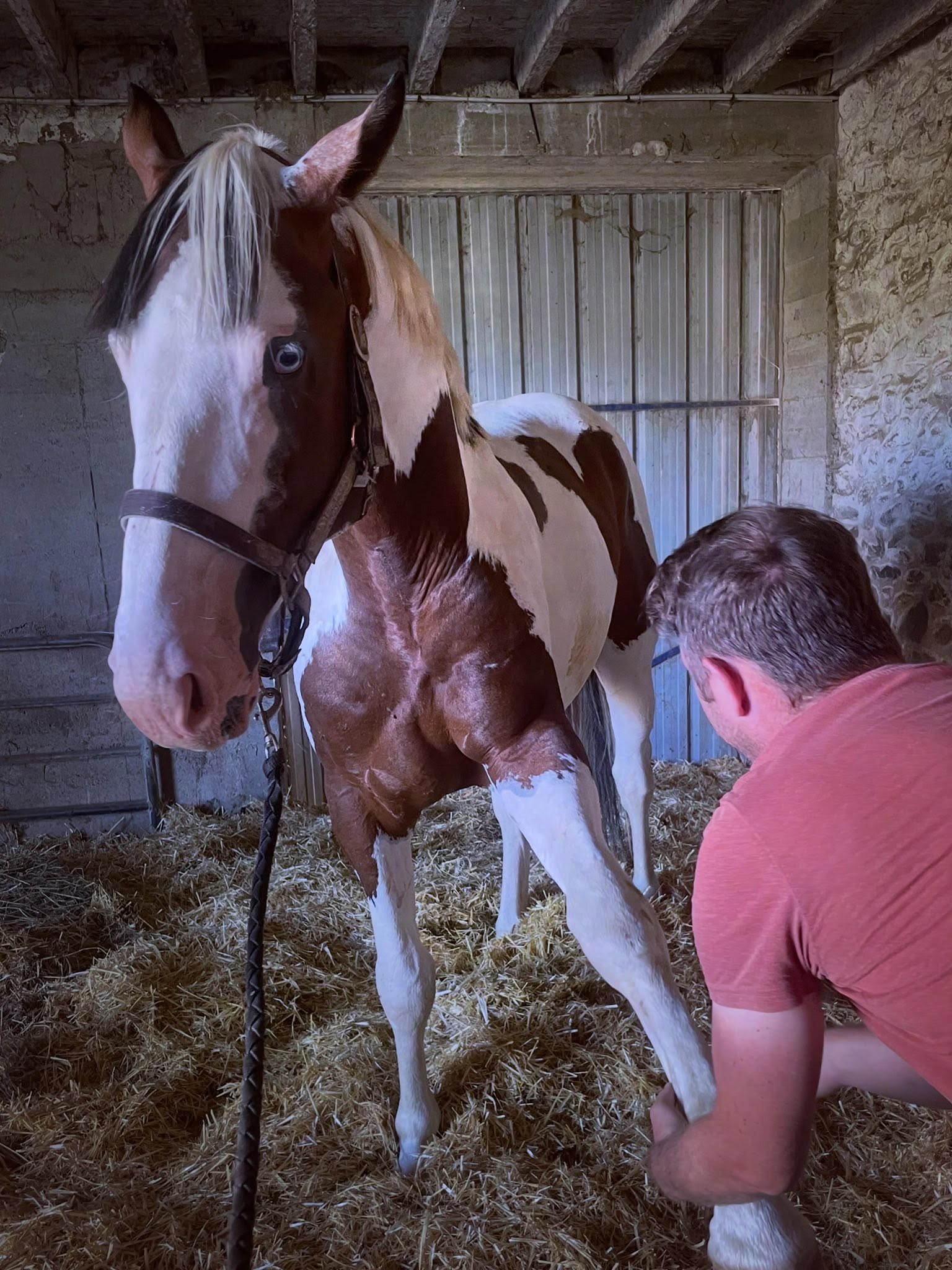Cheval de l'Élevage du Figaret