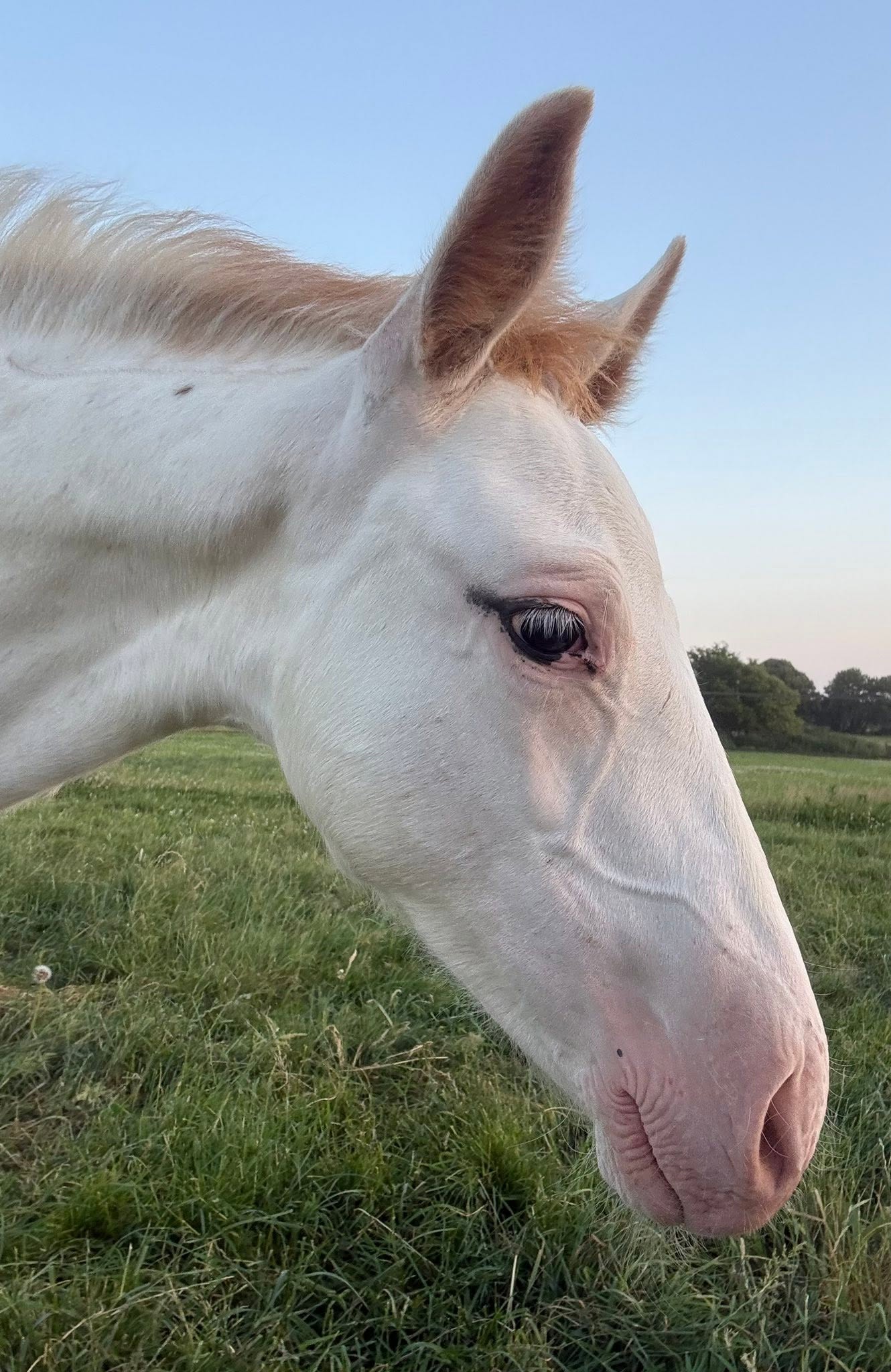Cheval de l'Élevage du Figaret