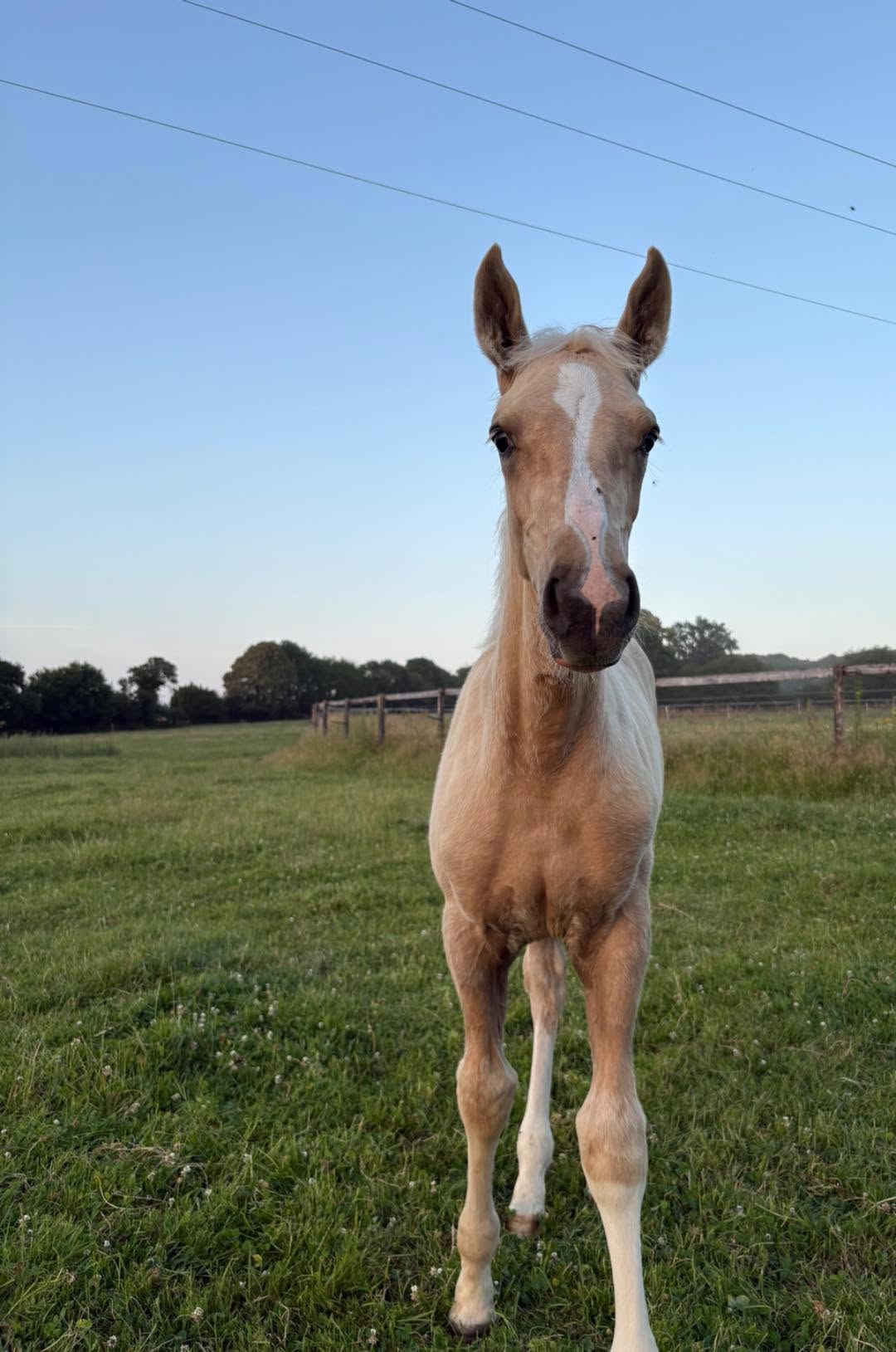 Cheval de l'Élevage du Figaret