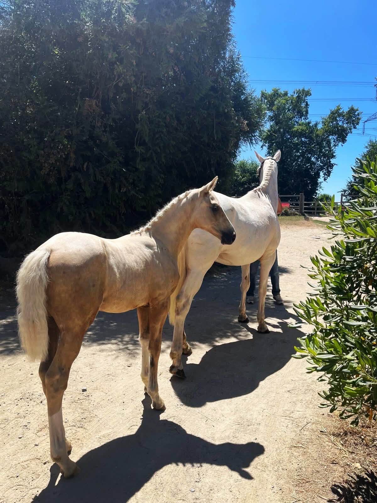 Cheval de l'Élevage du Figaret