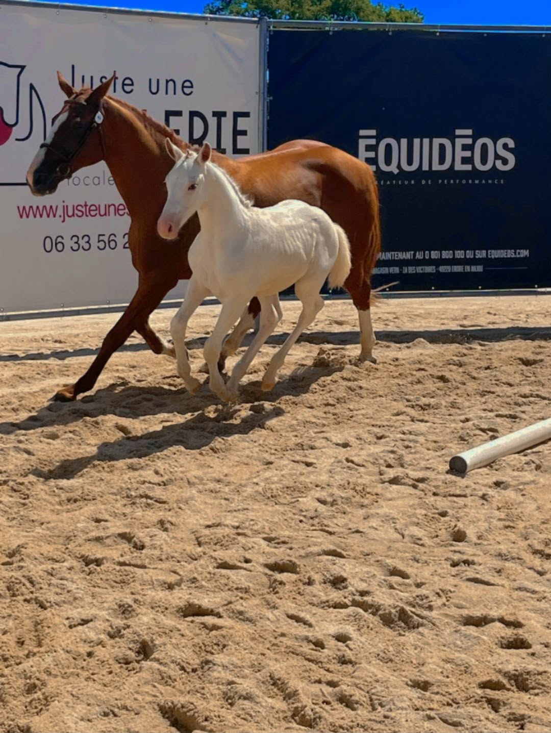 Cheval de l'Élevage du Figaret