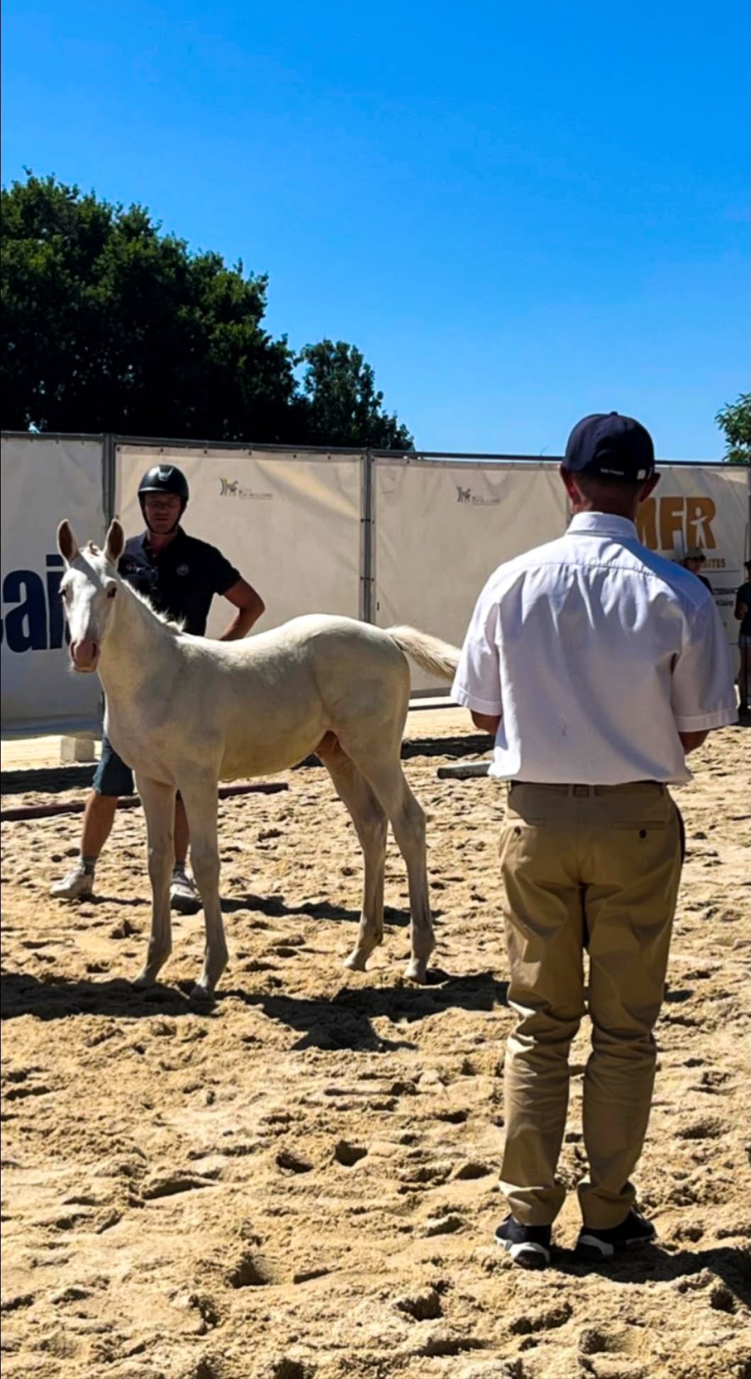 Cheval de l'Élevage du Figaret