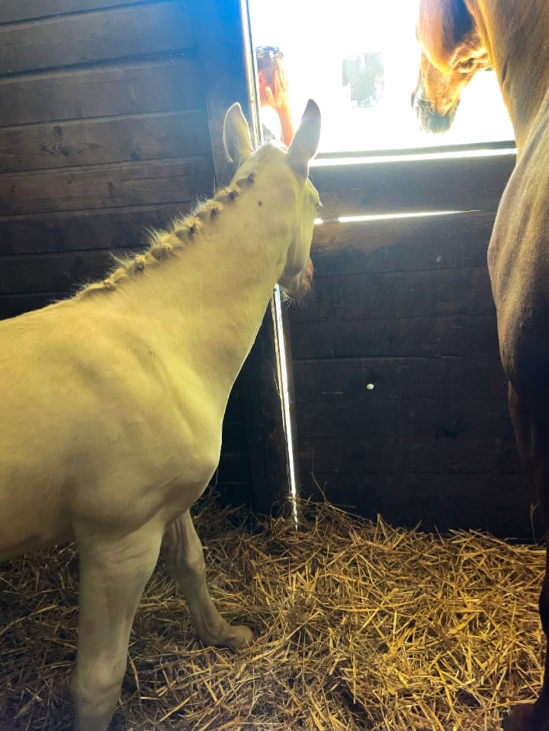 Cheval de l'Élevage du Figaret