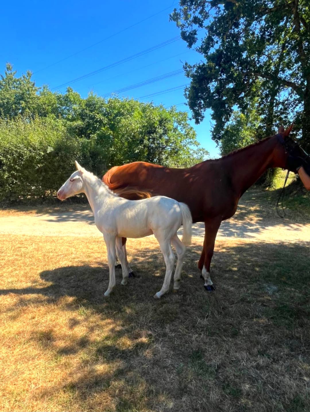 Cheval de l'Élevage du Figaret