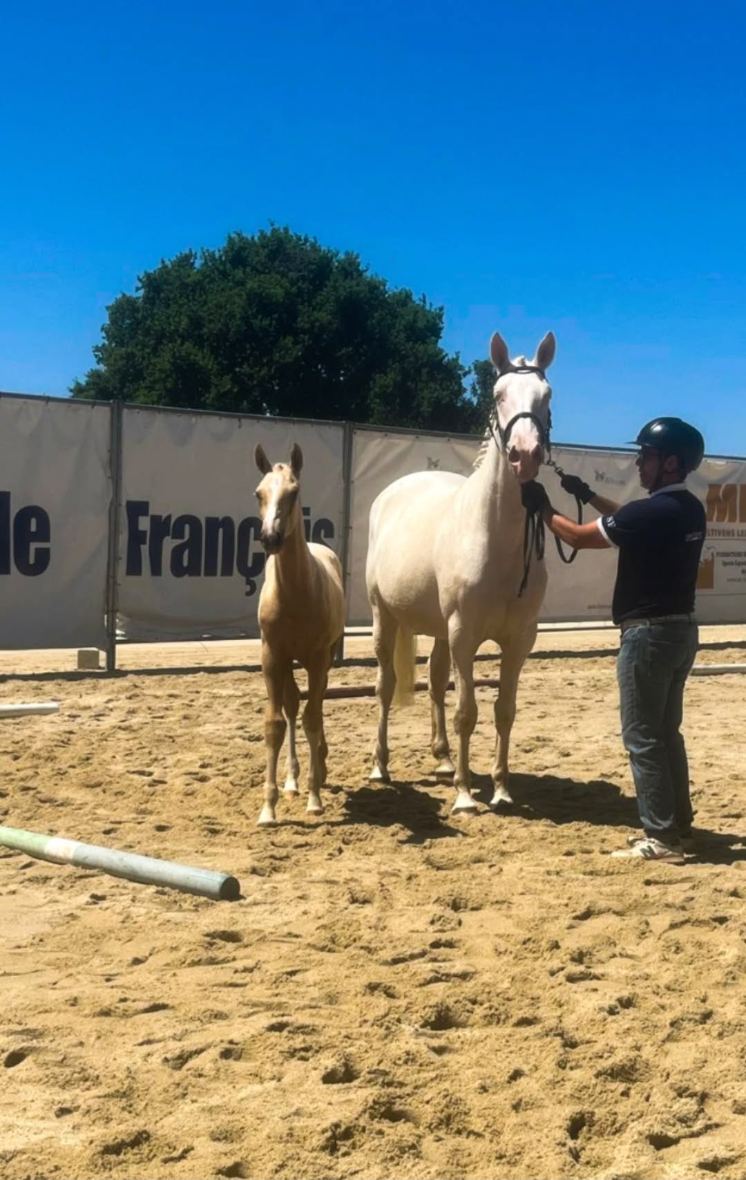 Cheval de l'Élevage du Figaret