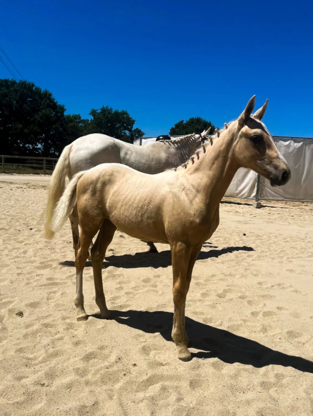 Cheval de l'Élevage du Figaret