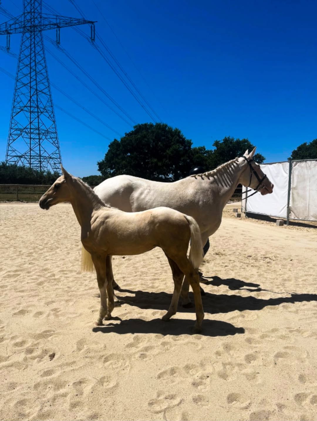 Cheval de l'Élevage du Figaret