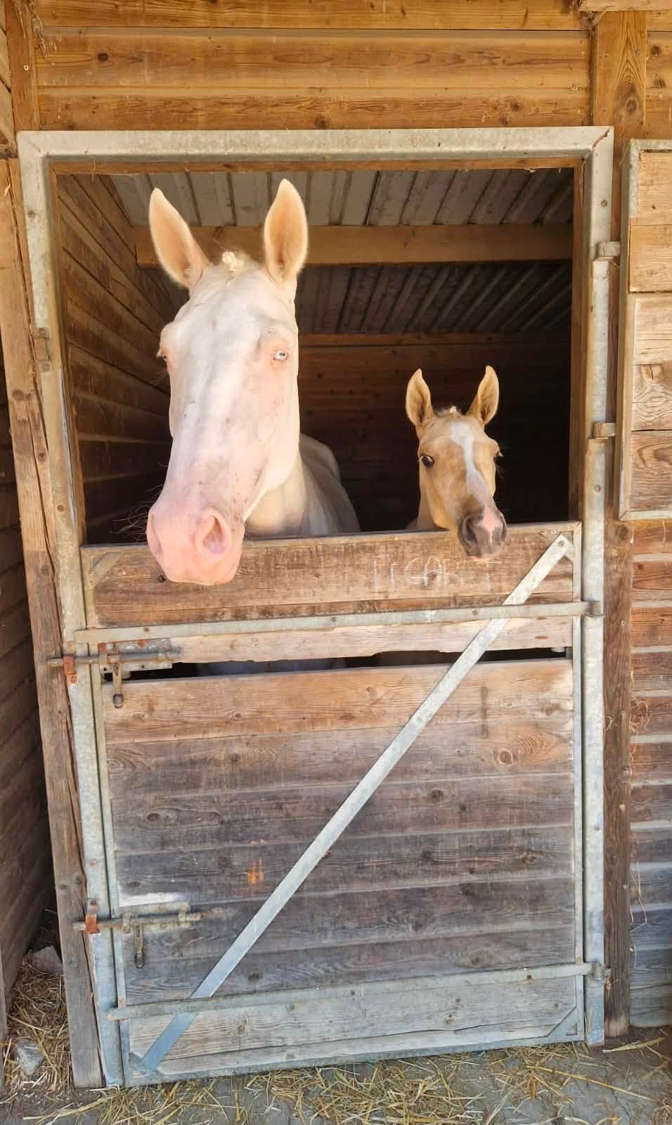 Cheval de l'Élevage du Figaret