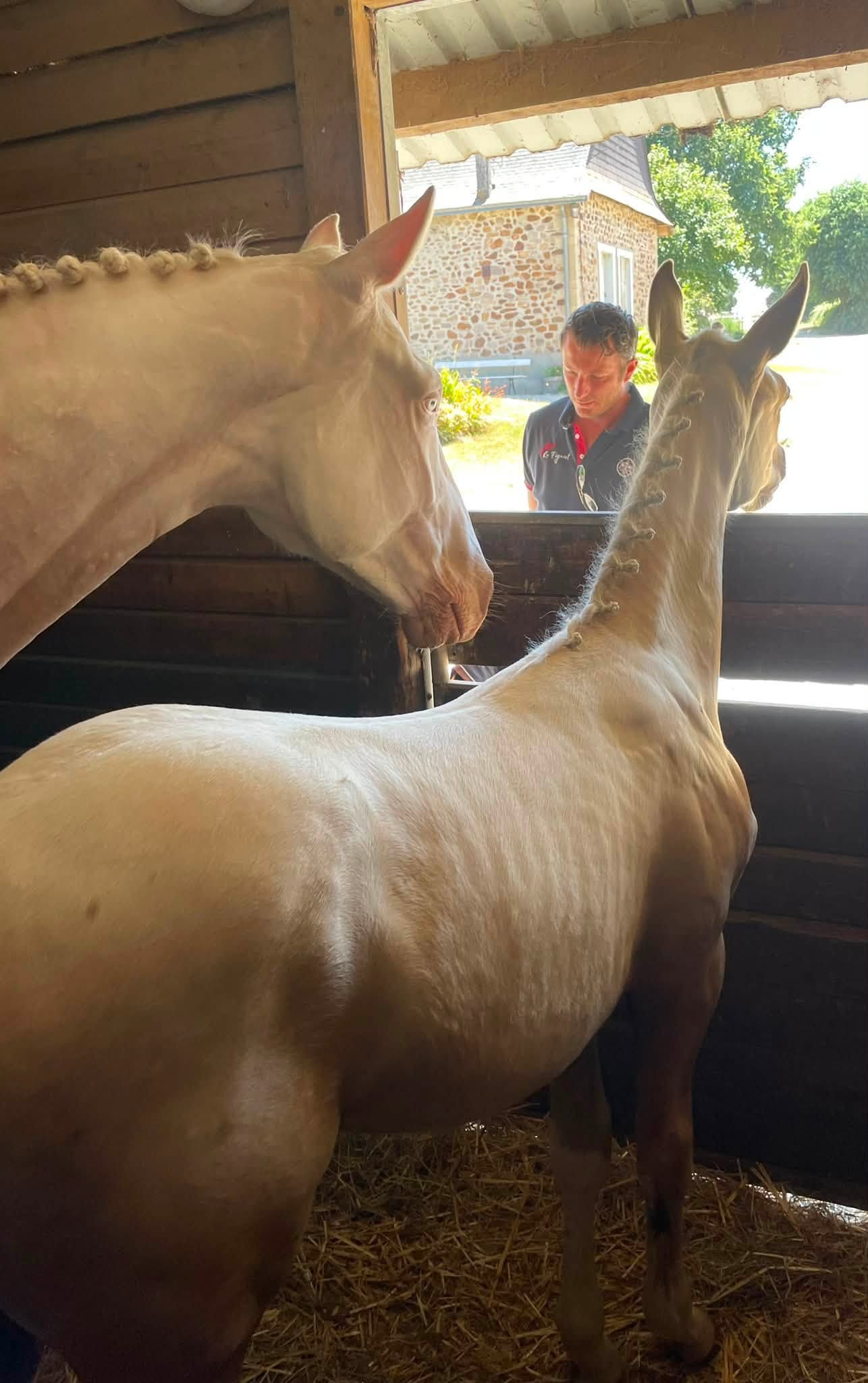 Cheval de l'Élevage du Figaret