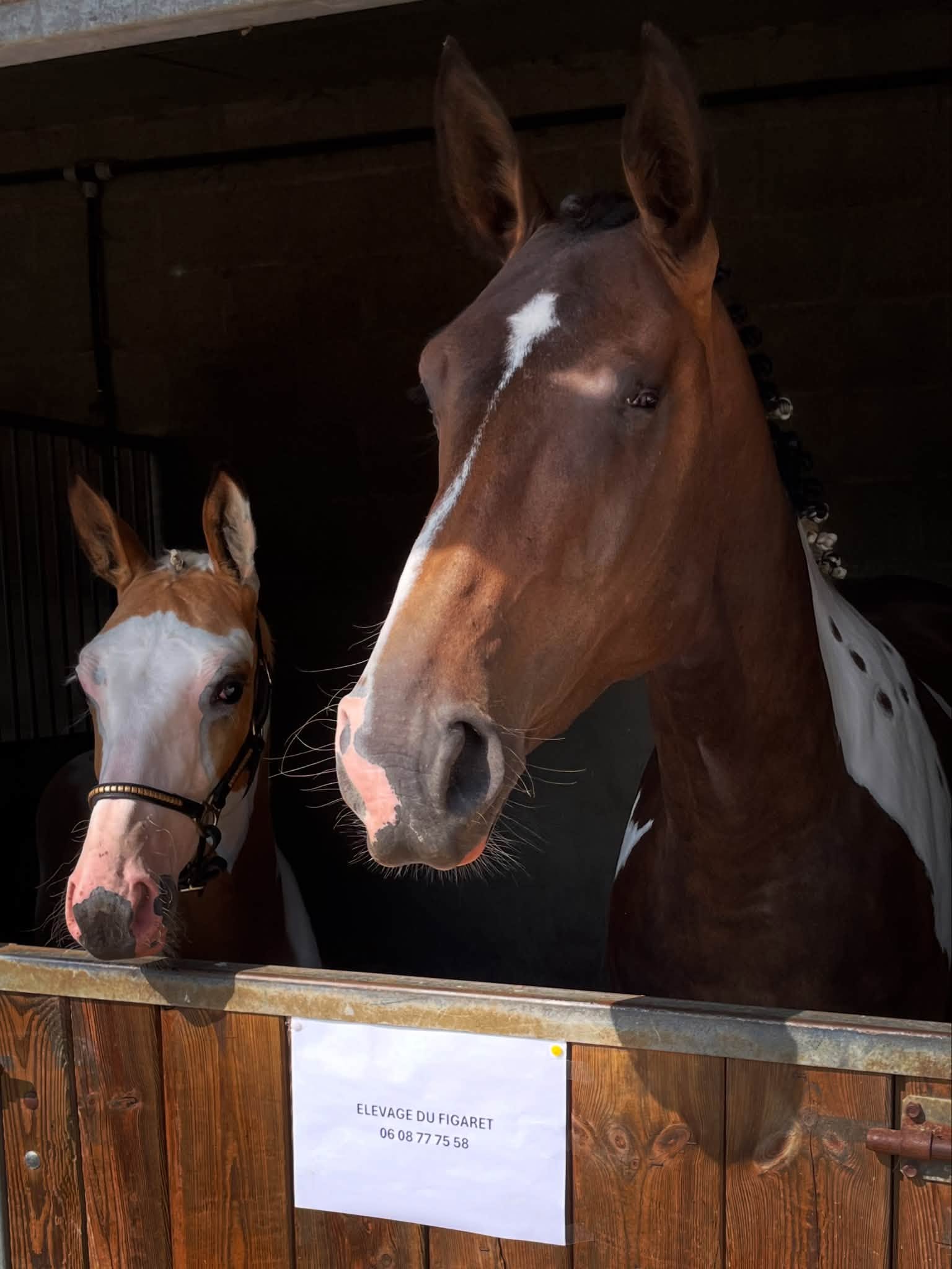 Cheval de l'Élevage du Figaret