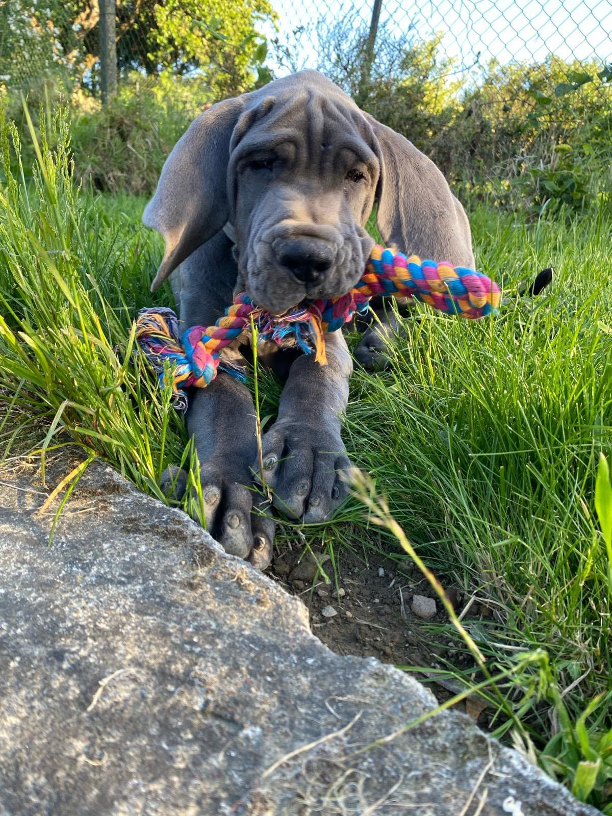 Bakkara des Sources du Grand Dolmen, Dogue Allemand bleu