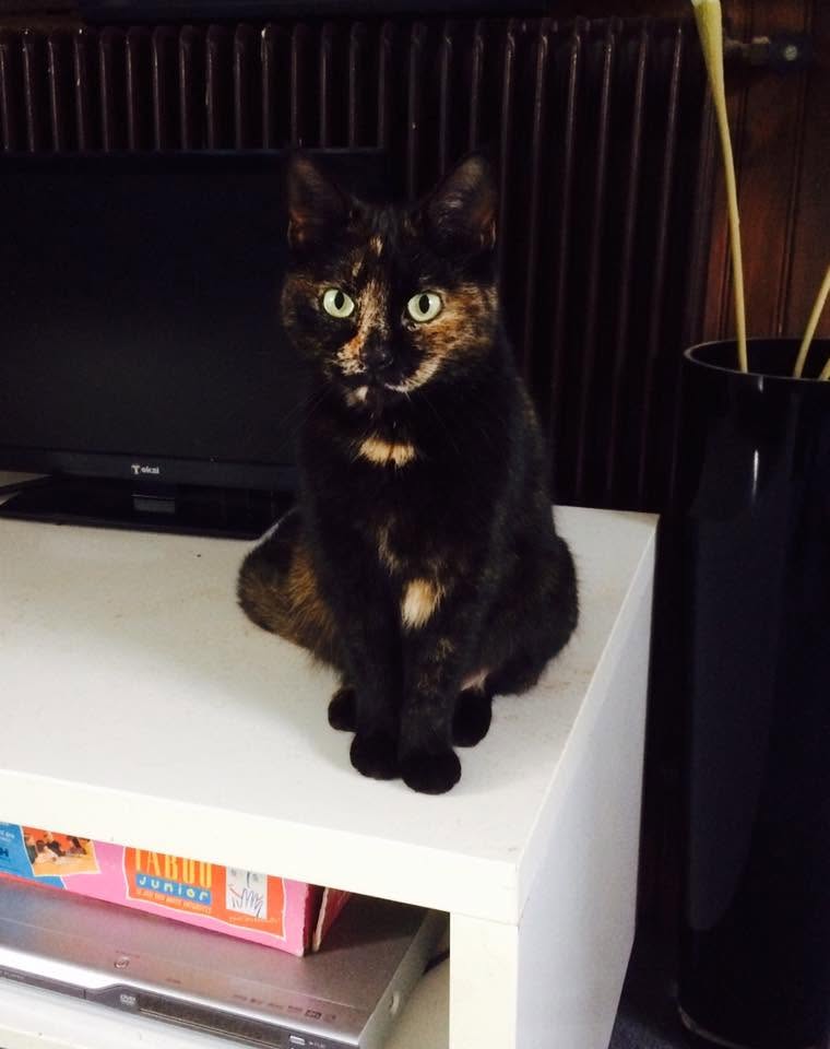 Hermès, chatte européenne de 14 ans
