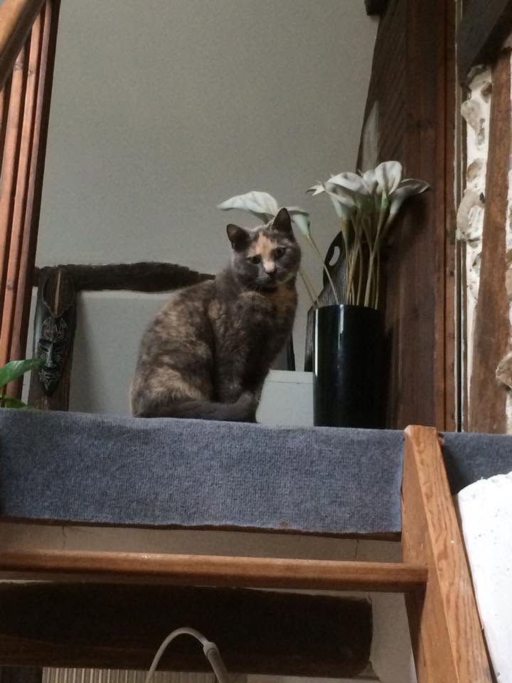 Rosa, chatte européenne de 12 ans